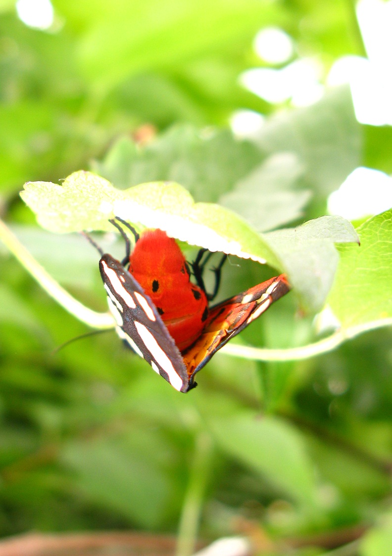 Lepidoptera villica depone uova su rampicante 